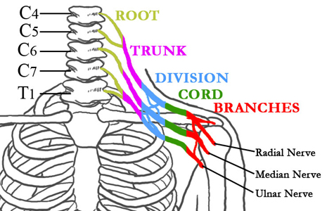 brachial plexus image