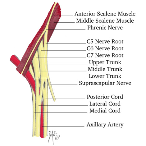 Digram of the brachial plexus nerves.