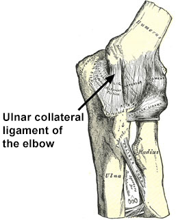 Image: Illustration of the ulnar collateral ligament (UCL) of the elbow.