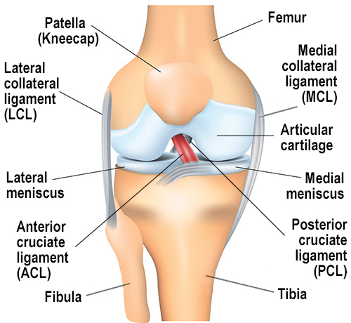 Anatomy of the knee joint showing the anterior cruciate ligament.