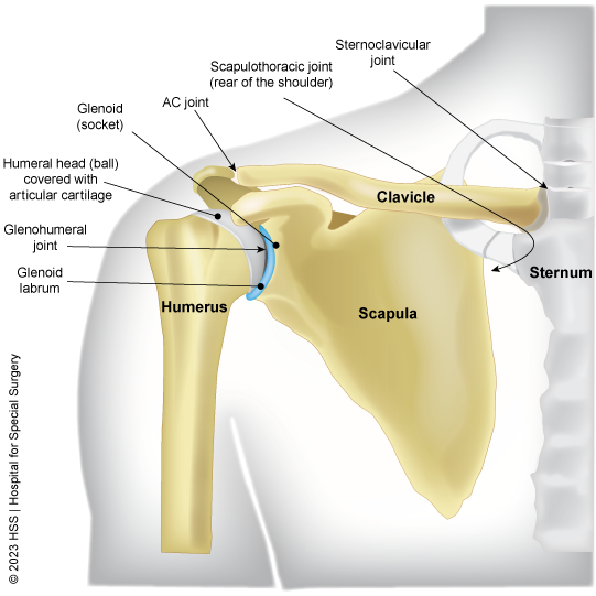Diagram of the anatomy of the shoulder joint.