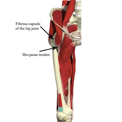 illustration showing the hip capsule and important muscles around the hip