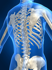 Skeleton 3-D drawing of the human back, Osteoporosis prevention 