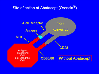 Site of action of Abatacept (Orencia)