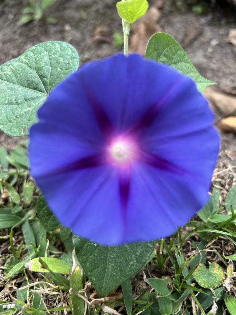 María Rosa Alegría Durini Terán