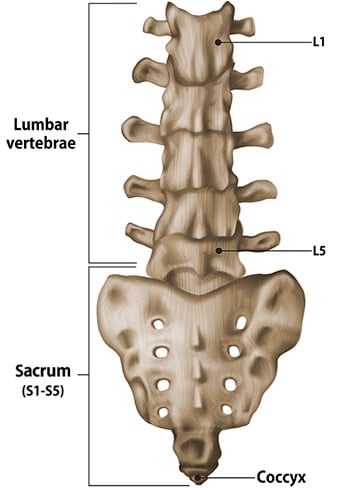 Illustration of the lumbar spine and sacrum.