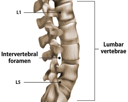 Ilustration of lumbar vertebrae showing location of intervertebral foramen.