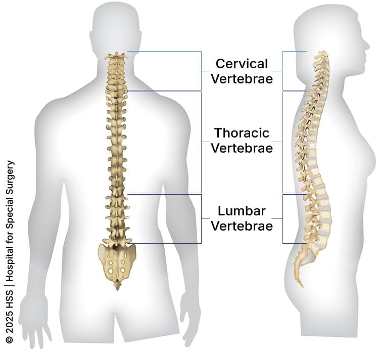 Dorsal and lateral illustrations of the sections of the spine.