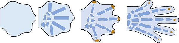 Diagram of human hand development in the womb.