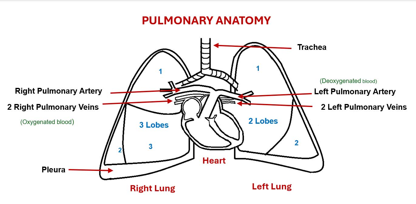 lung istructure