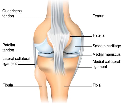 Illustration of the patellofemeroal joint of the knee.