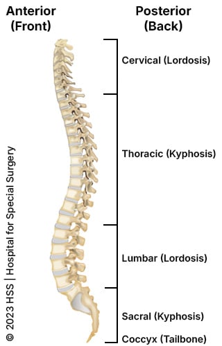 Illustration of human spine from the side showing the kyphosis and lordosis curvatures.