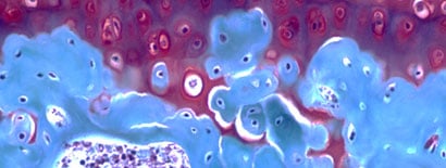 cells pathway
