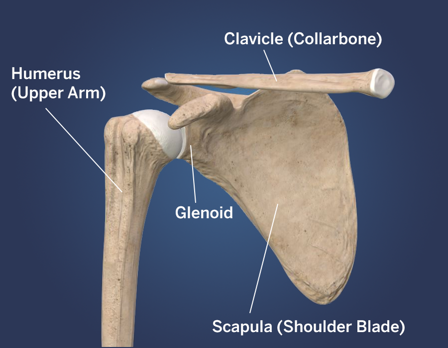 shoulder anatomy
