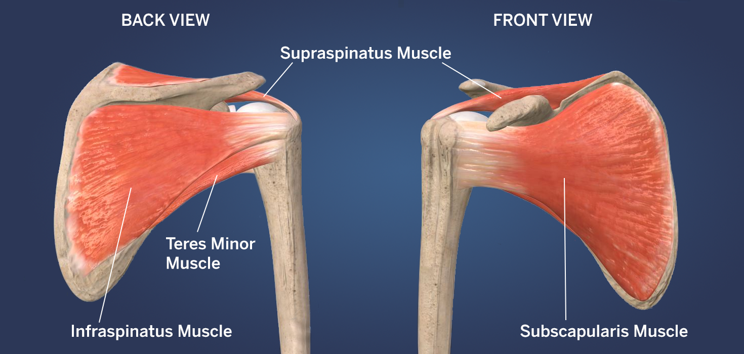 shoulder muscles
