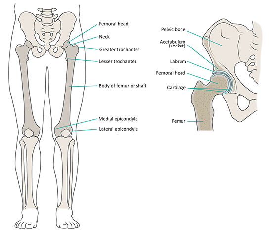 Illustration: normal anatomy of the femur and hip joints