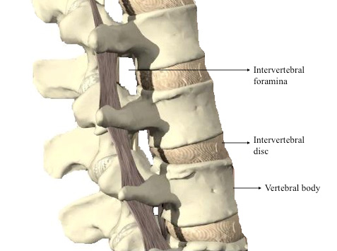3D image showing the anatomy of the spine