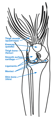 Anatomy of the knee, including the patellofemoral compartment