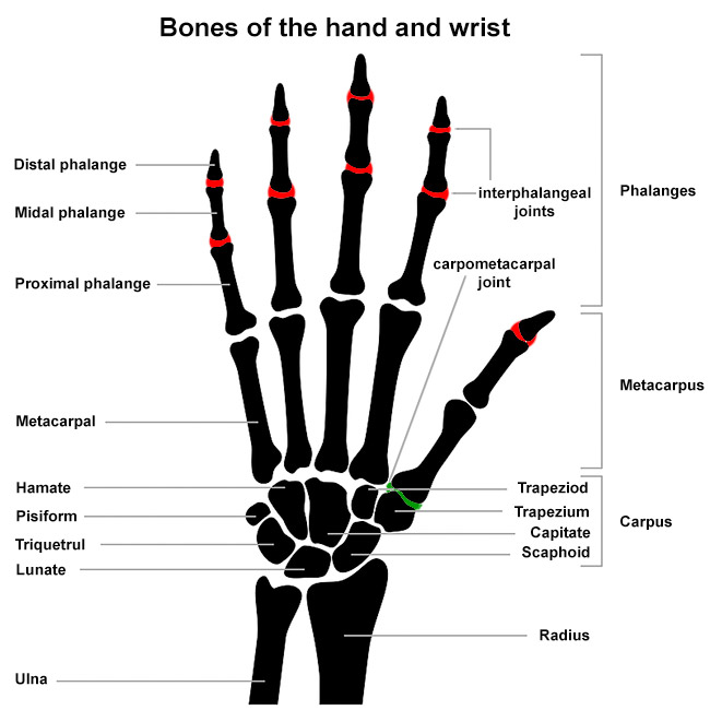 Bones of the hand, labeled.