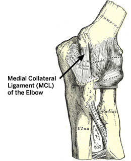 Image: Illustration of the medial collateral ligament (MCL) of the elbow.