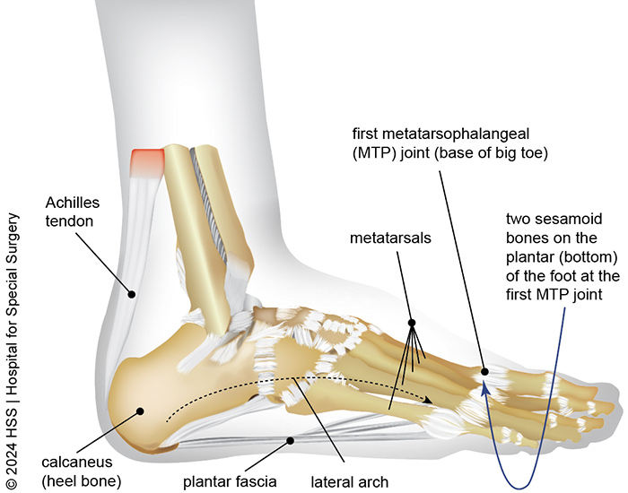 Illustration of foot anatomy from lateral view.
