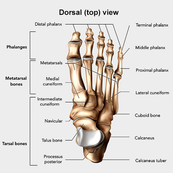 Labeled top-view illustration of foot bone anatomy.