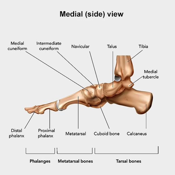 Labeled side-view illustration of foot bone anatomy.