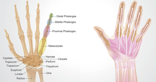 Illustration of hand and wrist anatomy with bones labeled.