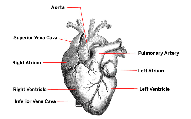 Labeled drawing of the heart (labels clockwise from top: aorta, pulmonary artery, left atrium, left ventricle, inferior vena cava, right ventricle, right atrium, superior vena cava).