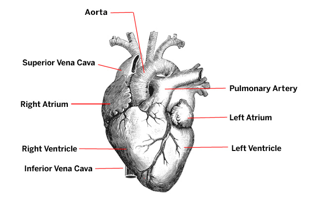 Top 10 Points You Should Know About Lupus Heart Health