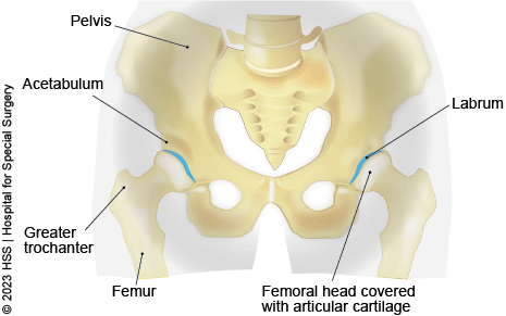 Anatomy of the hip joint