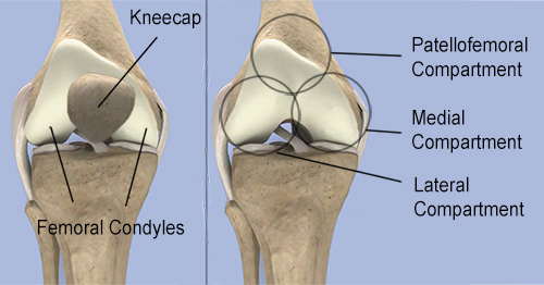 Illustration of the anatomy and different compartments of the knee joint.