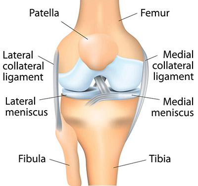 Knee joint diagram with labels indicating the femur, femoral condyle, medial collateral ligament (MCL), medial meniscus, tibia, anterior cruciate ligament (ACL) and the patella (kneecap)