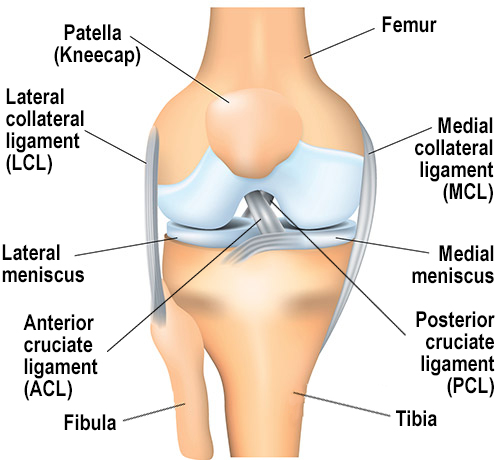Image: Graphic of knee anatomy with bones and soft tissues labeled.