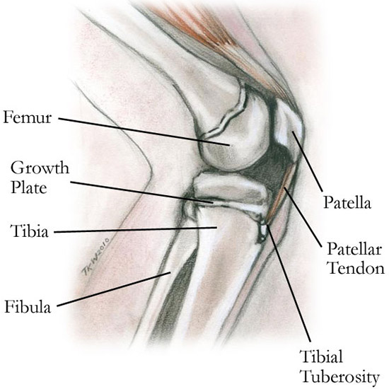 Sketch of a lateral view (from the side) of a child's knee.