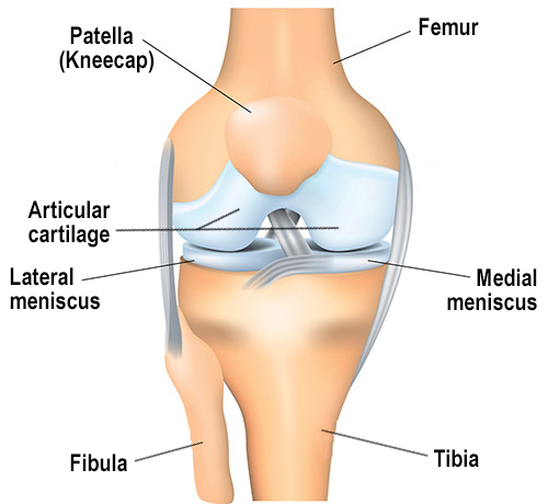 Image: illustration of the knee with the femur, tibia, articular cartilge and menisci labeled.