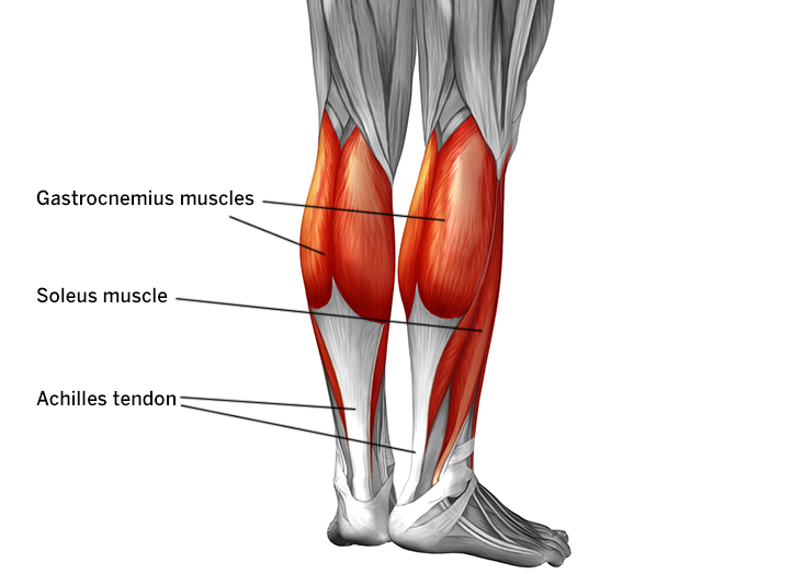 Illustration of lower leg, labeled to show the gastrocnemius muscles of the calf, the soleus muscle and the Achilles tendon.