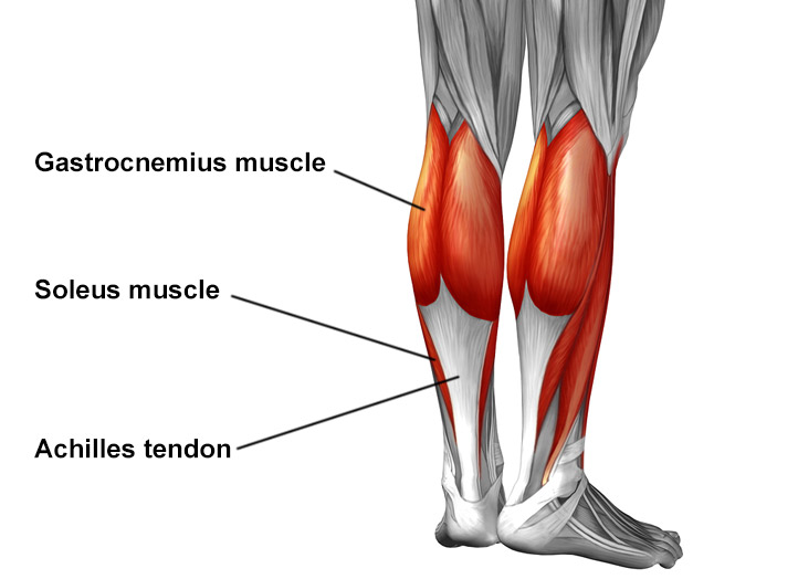 Illustration of lower leg, labeled to show the gastrocnemius muscles of the calf, the soleus muscle and the Achilles tendon.