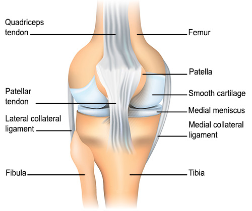 Diagram of Knee focused on the patellofemoral joint structures.
