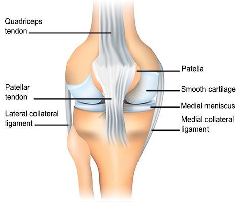 Diagram of patellofemoral joint showing patellar tendon and MCL.