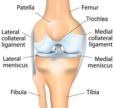 Illustration of patellofemoral joint structures.