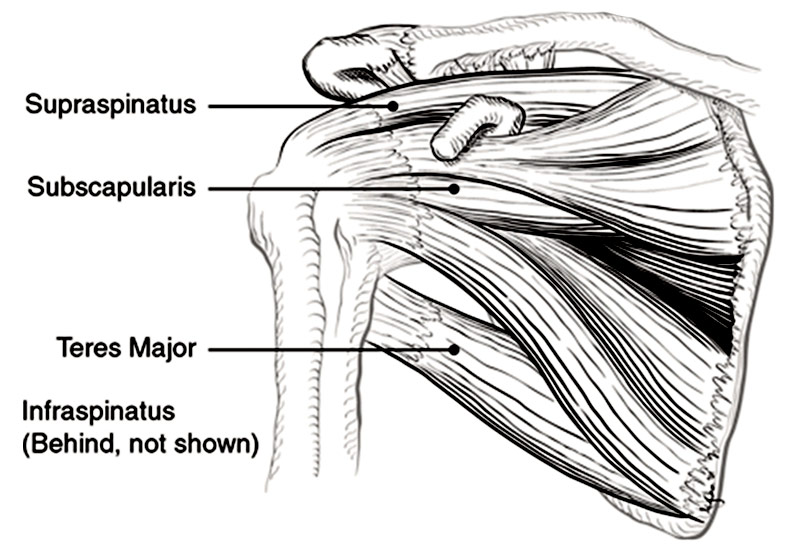 Rotator cuff muscles viewed from the back.
