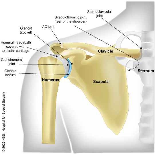 Shoulder Pain - Symptoms and Causes