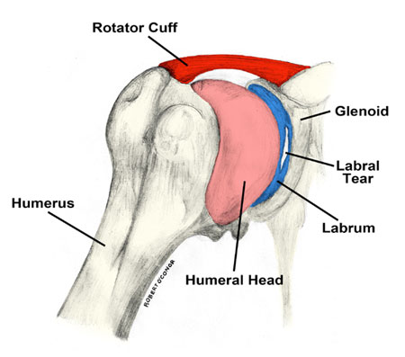 Illustration of the anatomy of the shoulder