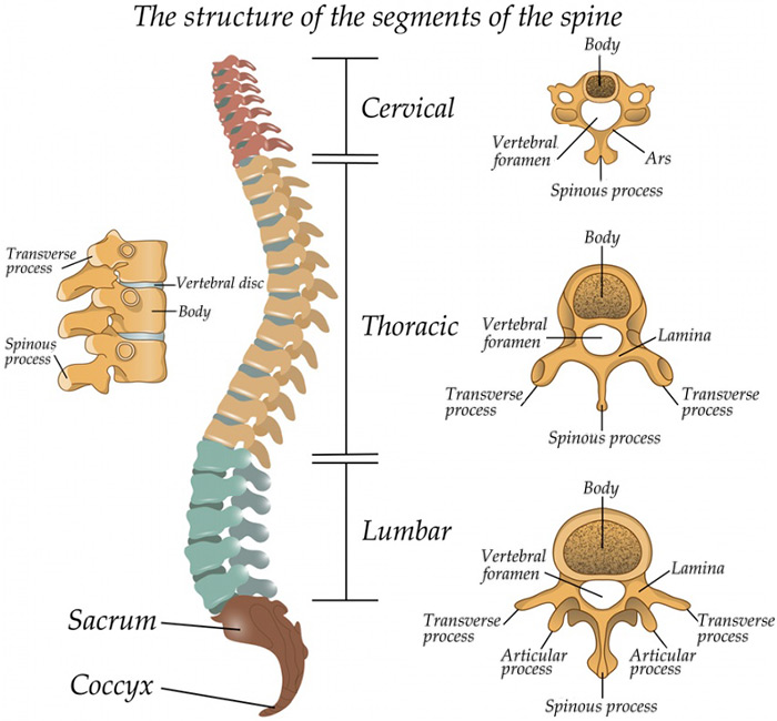 Image: Graphic of spine anatomy with segments and vertebral structures labeled.