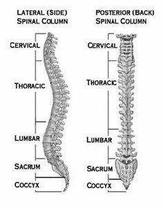 Diagram detailing the sections of the spine