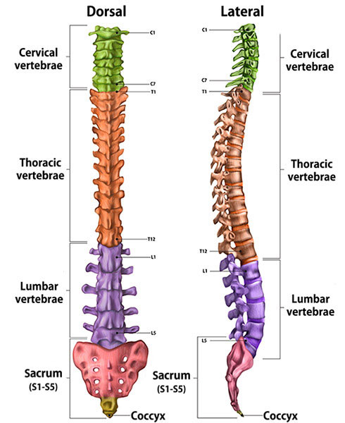 Dorsal and lateral illustrations of the sections of the spine.