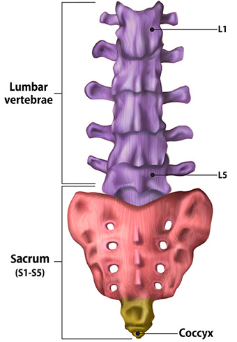 Illustration of the lumbar spine and sacrum.