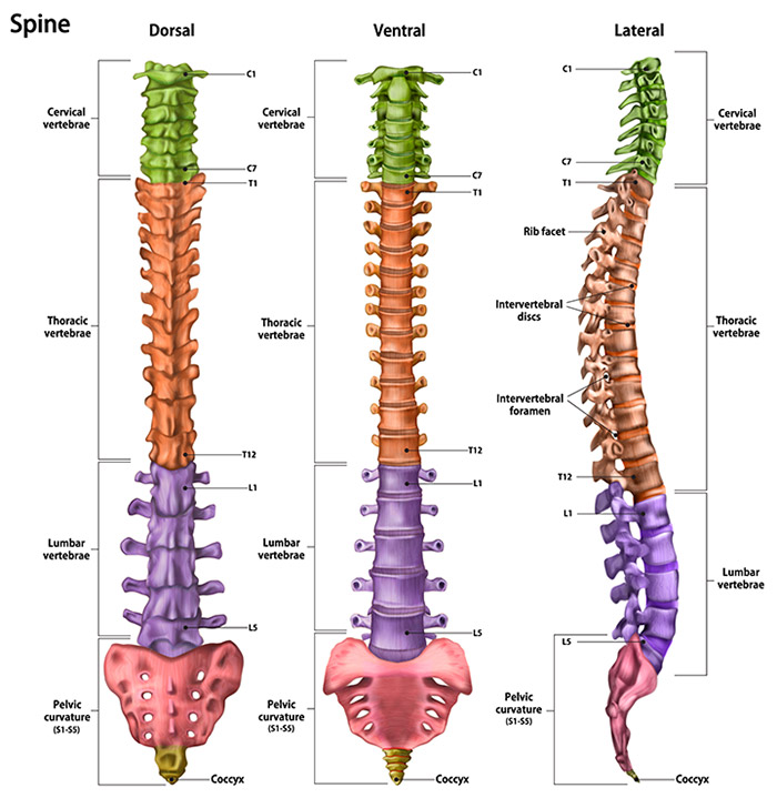 Spine anatomy diagram with labels.