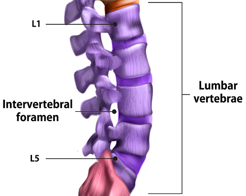 Ilustration of lumbar vertebrae showing location of intervertebral foramen.